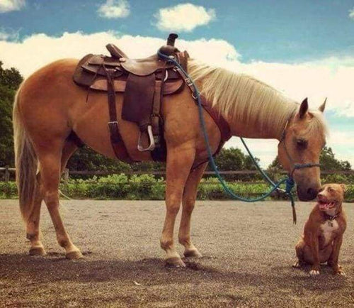 Diamond Painting, Pferd und Hund