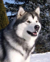 Laden Sie das Bild in den Galerie-Viewer, Diamond Painting, Husky im Winter