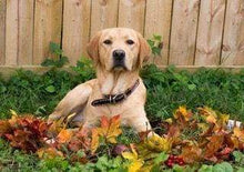 Laden Sie das Bild in den Galerie-Viewer, Diamond Painting, Labrador