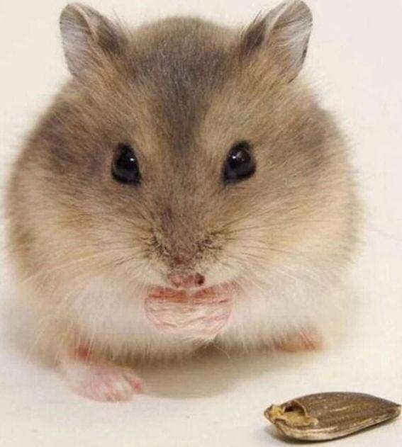 Diamond Painting, Kleine Maus