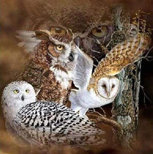Laden Sie das Bild in den Galerie-Viewer, Diamond Painting, Eulen