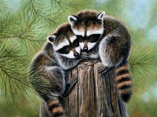 Diamond Painting, Waschbären auf Baumstamm