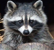 Laden Sie das Bild in den Galerie-Viewer, Diamond Painting, Schöner Waschbär