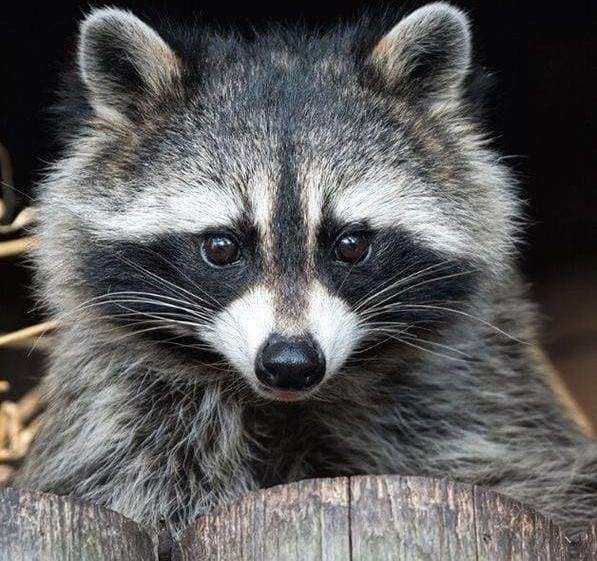 Diamond Painting, Schöner Waschbär
