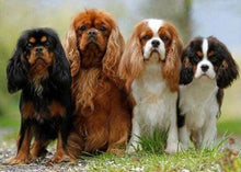 Laden Sie das Bild in den Galerie-Viewer, Diamond Painting, Hundefamilie