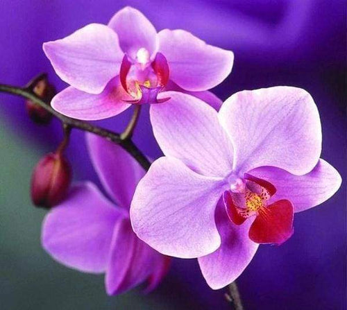 Diamond Painting, Lila Blume