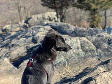 Laden Sie das Bild in den Galerie-Viewer, Diamond Painting, Hund auf Fels