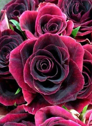Diamond Painting, Rose