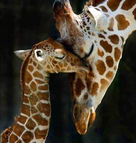 Diamond Painting, Die Giraffenfamilie