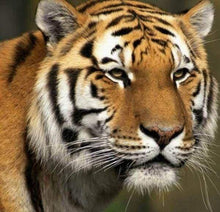 Laden Sie das Bild in den Galerie-Viewer, Diamond Painting, Tiger