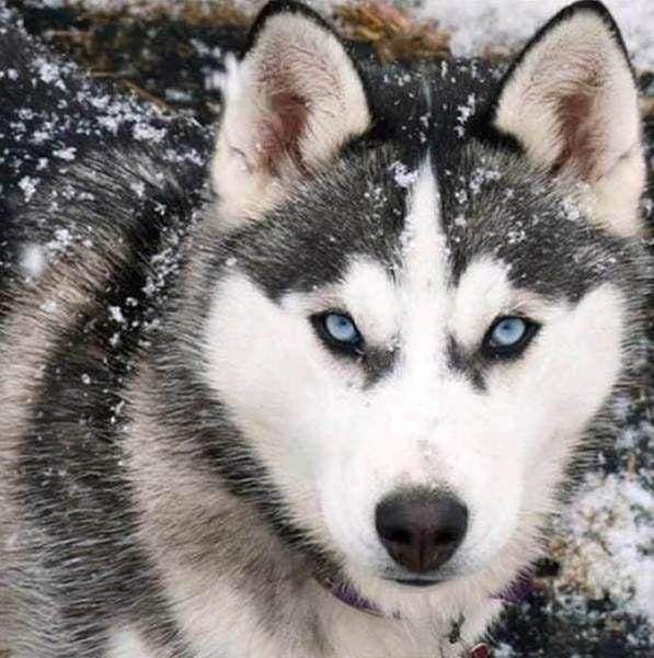 Diamond Painting, Husky