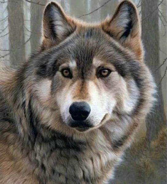 Diamond Painting, Wolf Porträt