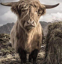 Laden Sie das Bild in den Galerie-Viewer, Diamond Painting, Yak