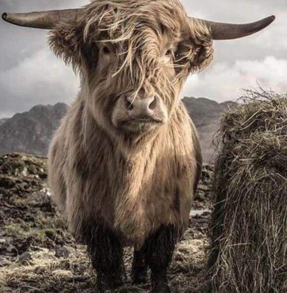 Diamond Painting, Yak