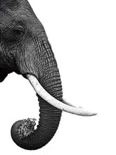 Laden Sie das Bild in den Galerie-Viewer, Malen nach Zahlen fŸr Erwachsene |ÊDunkelgrauer Elefant | Figured&#39;Art