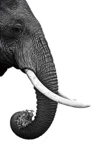 Malen nach Zahlen fŸr Erwachsene |ÊDunkelgrauer Elefant | Figured'Art