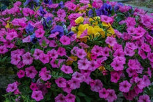 Laden Sie das Bild in den Galerie-Viewer, Malen nach Zahlen fŸr Erwachsene |ÊBlumen in voller Blüte | Figured&#39;Art