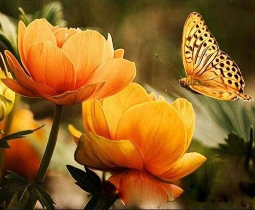 Malen nach Zahlen Erwachsene Blumen und Schmetterling Figured'Art