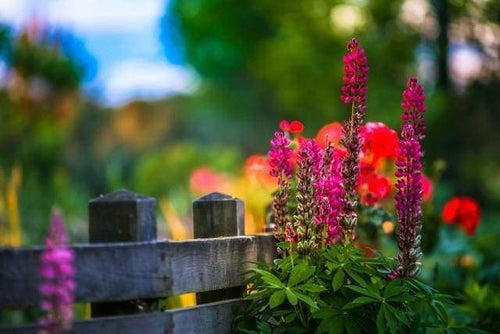 Malen nach Zahlen fŸr Erwachsene |ÊBlumen neben dem Zaun | Figured'Art