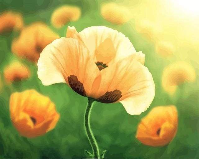 Malen nach Zahlen fŸr Erwachsene |ÊOrange Blüten | Figured'Art