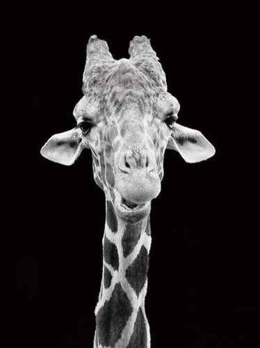 Malen nach Zahlen fŸr Erwachsene |ÊGiraffe in schwarzweiß | Figured'Art