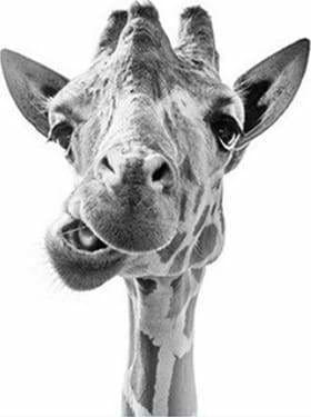 Malen nach Zahlen – Machende Giraffe