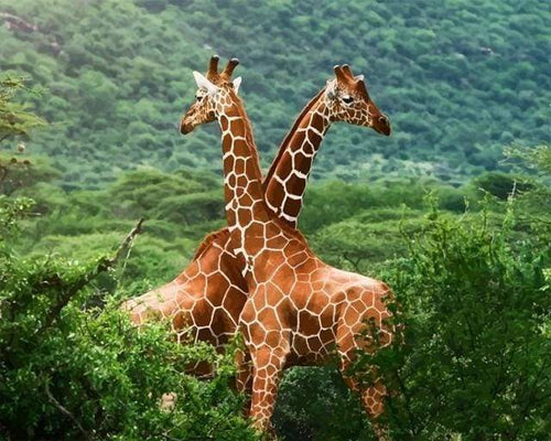 Malen nach Zahlen fŸr Erwachsene |ÊGiraffenpärchen | Figured'Art