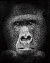Laden Sie das Bild in den Galerie-Viewer, Malen nach Zahlen fŸr Erwachsene |ÊGorilla in schwarzweiß | Figured&#39;Art