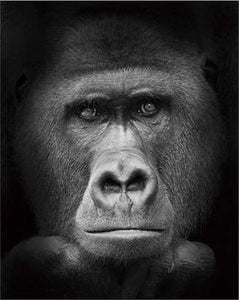 Malen nach Zahlen fŸr Erwachsene |ÊGorilla in schwarzweiß | Figured'Art
