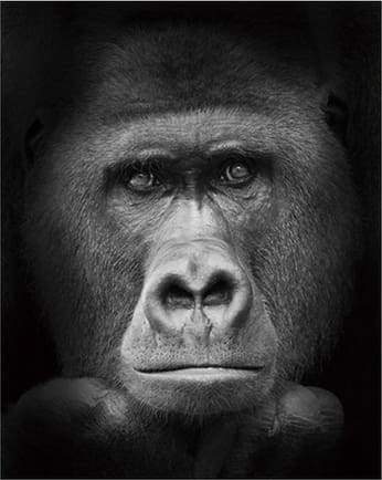Malen nach Zahlen fŸr Erwachsene |ÊGorilla in schwarzweiß | Figured'Art