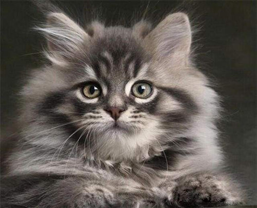 Malen nach Zahlen fŸr Erwachsene |ÊHübsche Maine-Coon-Katze | Figured'Art