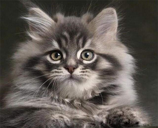 Malen nach Zahlen fŸr Erwachsene |ÊHübsche Maine-Coon-Katze | Figured'Art