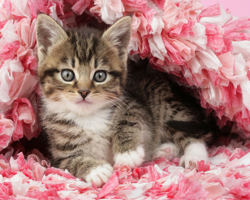 Malen nach Zahlen – Katze unter Decke