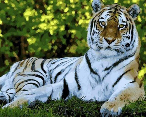 Malen nach Zahlen fŸr Erwachsene |ÊDie Erholung des Tigers | Figured'Art