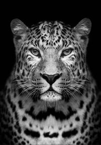 Malen nach Zahlen fŸr Erwachsene |ÊGrauer Leopard | Figured'Art