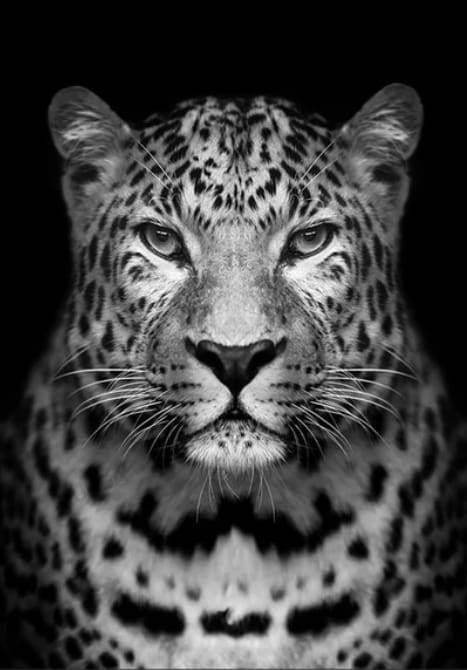 Malen nach Zahlen fŸr Erwachsene |ÊGrauer Leopard | Figured'Art