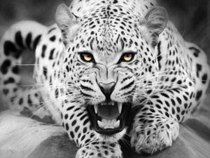 Malen nach Zahlen fŸr Erwachsene |ÊSchwarz weißer Leopard auf dem Boden liegend | Figured'Art