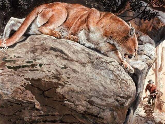 Malen nach Zahlen Erwachsene Luchs Figured'Art