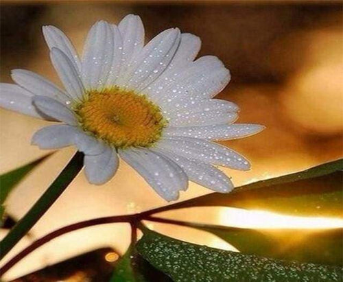 Malen nach Zahlen fŸr Erwachsene |ÊSchöne Gänseblümchen | Figured'Art