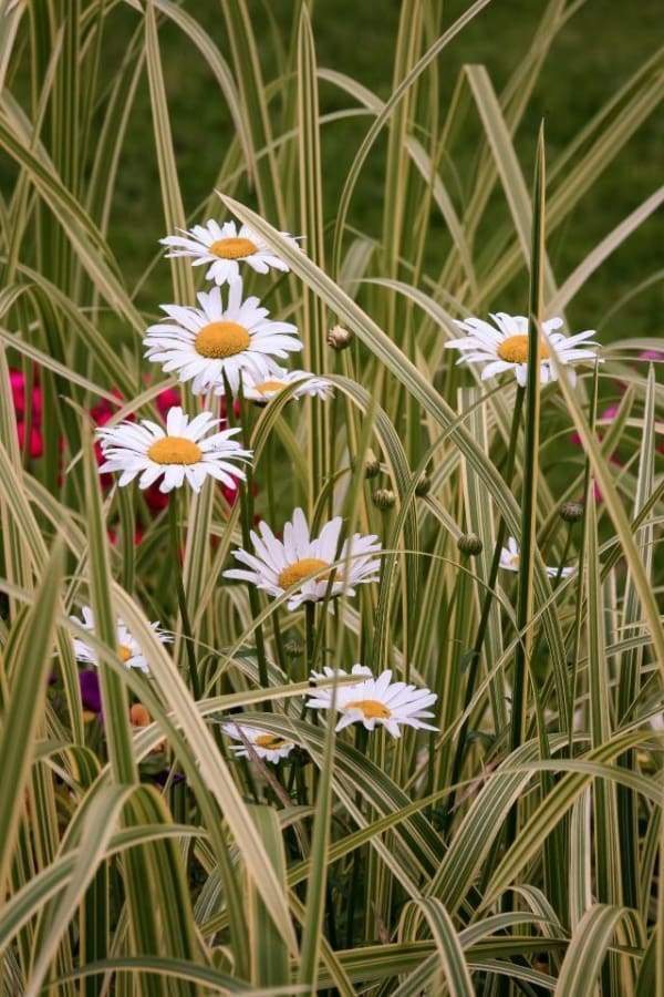 Malen nach Zahlen fŸr Erwachsene |ÊGänseblümchen im Garten | Figured'Art