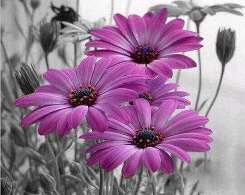 Malen nach Zahlen fŸr Erwachsene |ÊRosa Gänseblümchen | Figured'Art