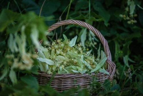 Malen nach Zahlen fŸr Erwachsene |ÊBlumenkorb Linden | Figured'Art