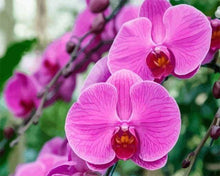 Laden Sie das Bild in den Galerie-Viewer, Malen nach Zahlen fŸr Erwachsene |ÊRosarote Orchidee | Figured&#39;Art