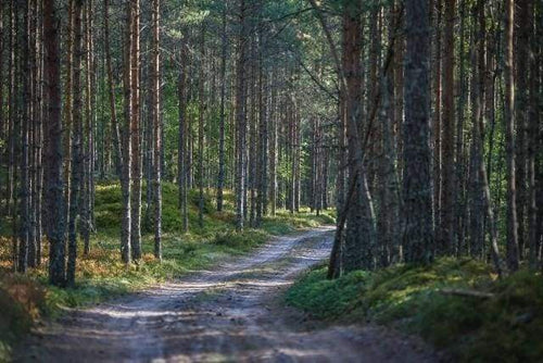 Malen nach Zahlen fŸr Erwachsene |ÊSpaziergang im Wald 2 | Figured'Art