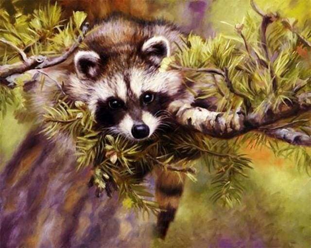 Malen nach Zahlen fŸr Erwachsene |ÊWaschbär auf einem Baum | Figured'Art
