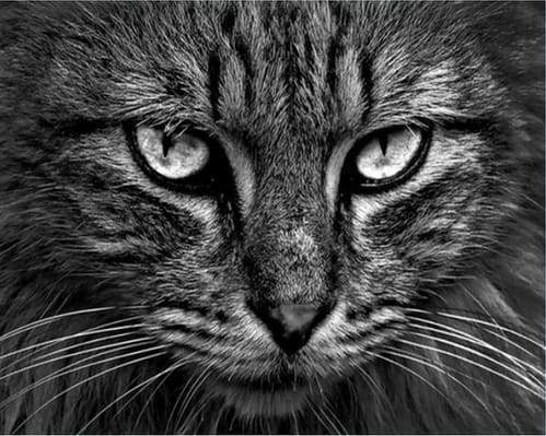 Malen nach Zahlen Erwachsene Katzenkopf Figured'Art