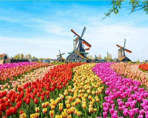 Malen nach Zahlen fŸr Erwachsene |ÊTulpen und Windmühlen | Figured'Art