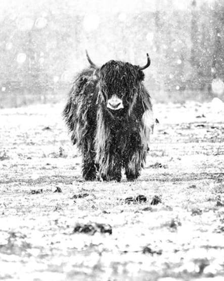 Malen nach Zahlen fŸr Erwachsene |ÊYak im Schnee | Figured'Art