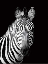 Laden Sie das Bild in den Galerie-Viewer, Malen nach Zahlen fŸr Erwachsene |ÊZebra in schwarzweiß | Figured&#39;Art